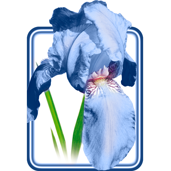 stomadent1.png